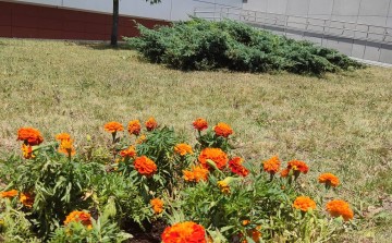 Policewomen planted orange flowers as a sign of solidarity with women and girls victims of violence